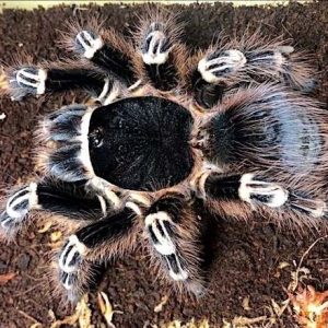 Achantoscurria geniculata