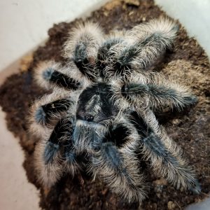 Tiltocatl albopilosum